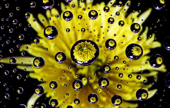 Water, drops, flowers, dandelion