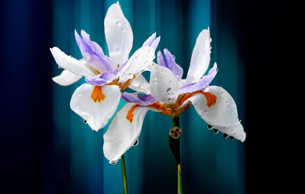 Drops, flowers, petals, iris