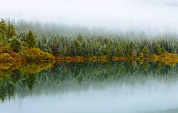 Autumn, forest, trees, fog, river, Washington