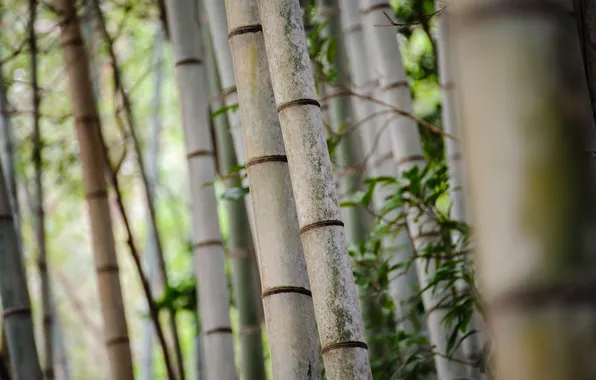 Trees, strip, trunks, focus, bamboo, grove