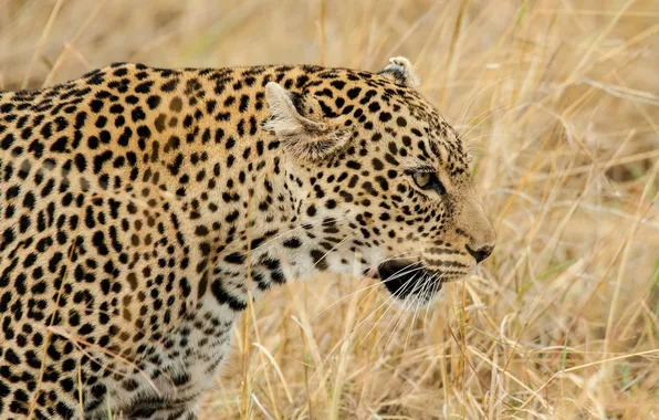 Picture grass, face, predator, leopard, profile, wild cat