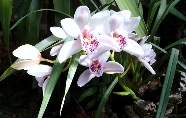 Flowers, orchids, white Orchid