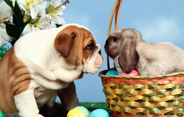 Picture look, basket, eggs, rabbit, bulldog