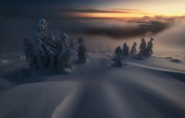 Cold, winter, forest, the sky, clouds, light, snow, clouds