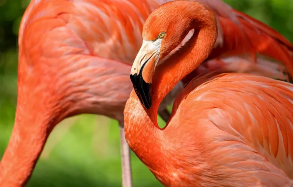 Picture bird, feathers, beak, Flamingo, neck