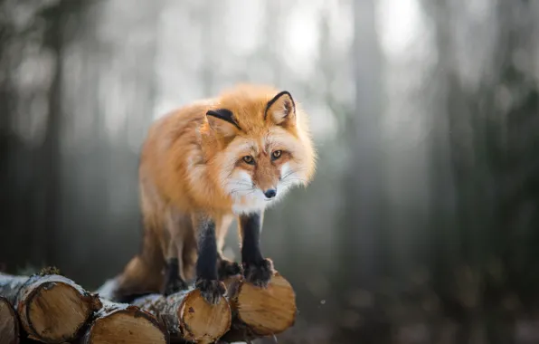 Fox, logs, Fox, bokeh