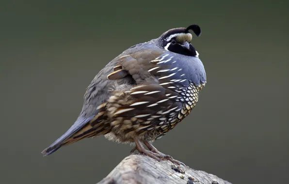 Picture bird, feathers, beak, tail, quail