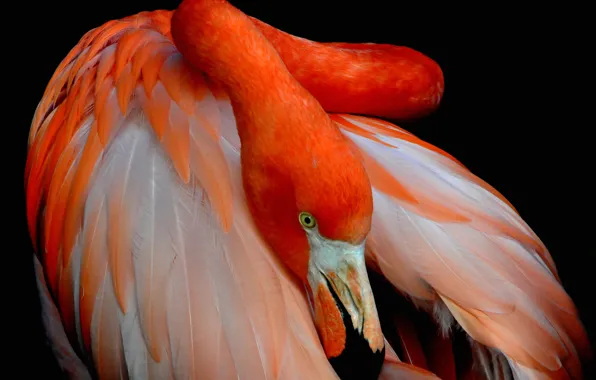 Bird, paint, feathers, beak, Flamingo