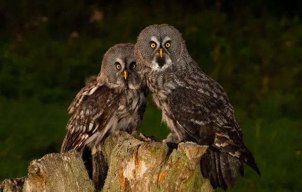 Look, birds, the dark background, owl, two, stump, pair, owls