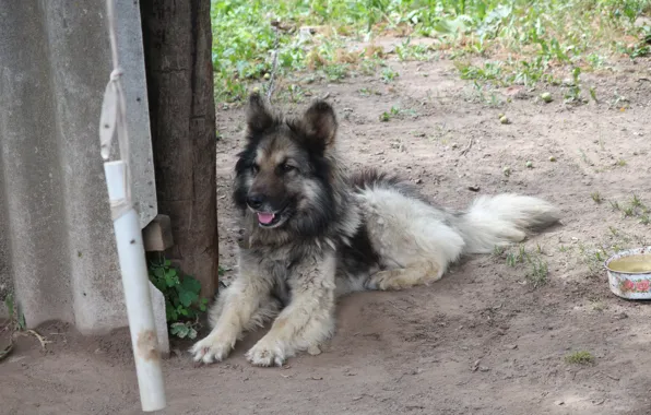 Macro, dog, mongrel, Nike, Belarus, my photo, dog Nike
