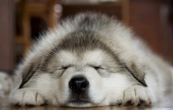 Face, dog, sleeping, grey, fluffy