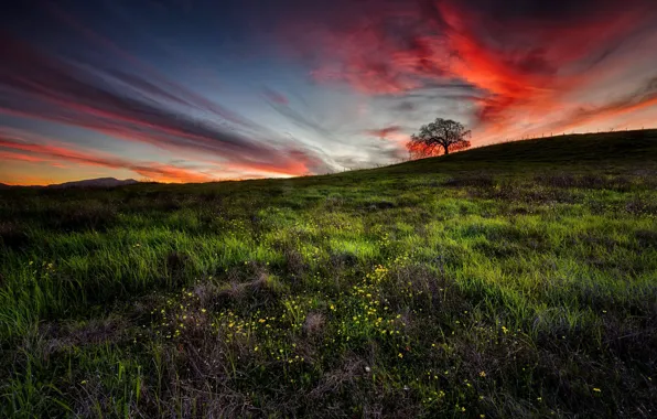 Field, the sky, grass, clouds, sunset, flowers, tree, slope
