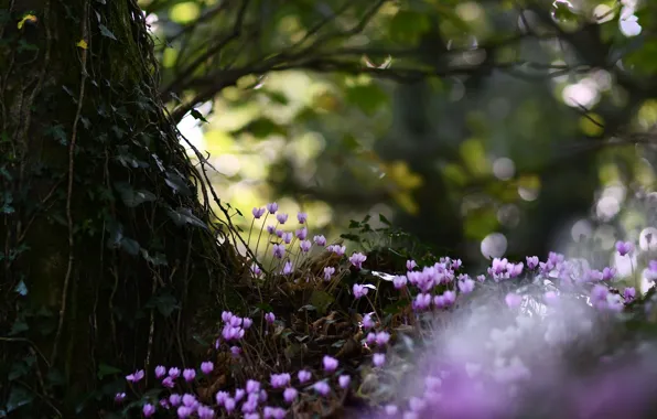 Picture forest, light, trees, flowers, branches, nature, the dark background, glade