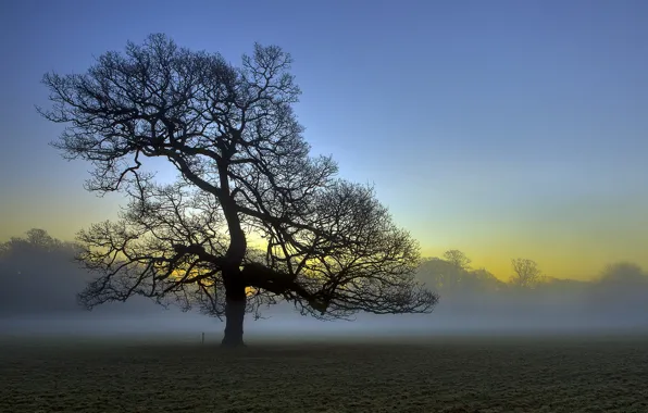 Field, landscape, nature, fog, tree, morning