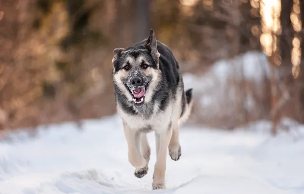 Winter, forest, snow, shepherd, Alsatian, veo