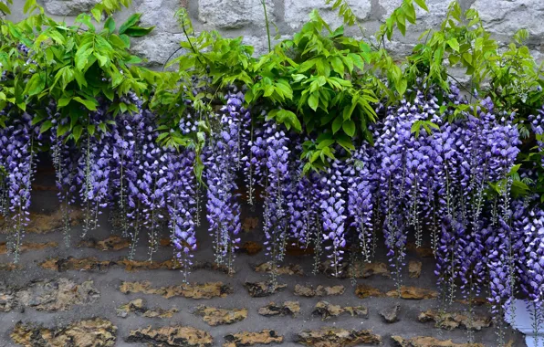 Brush, inflorescence, Wisteria, Wisteria