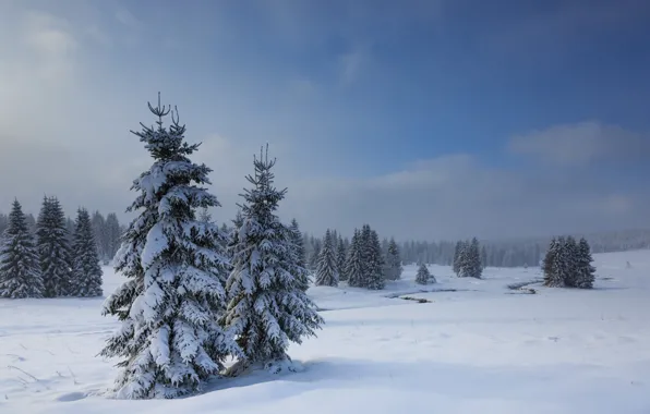 Winter, snow, ate