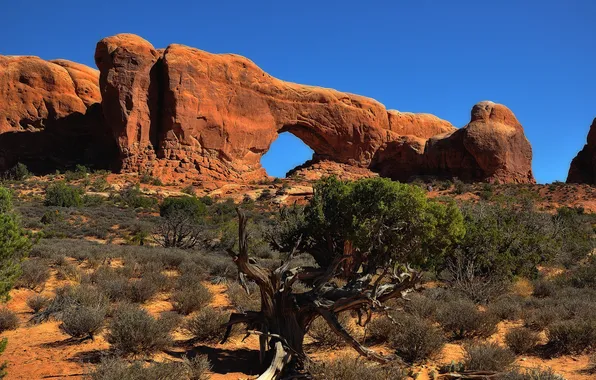 Picture the sky, rocks, arch, USA, the bushes, Arches National Park, uta