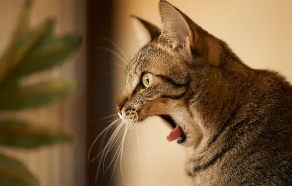 Picture cat, cat, profile, yawn