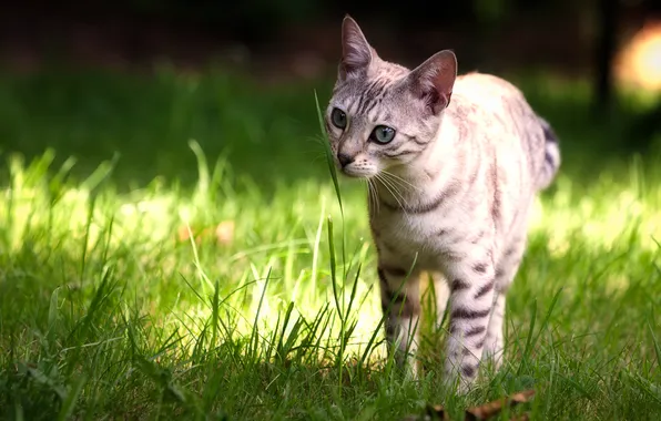 Summer, cat, look, lawn