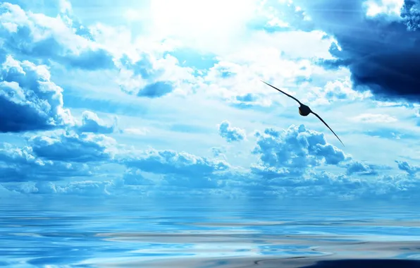 Sea, the sky, bird