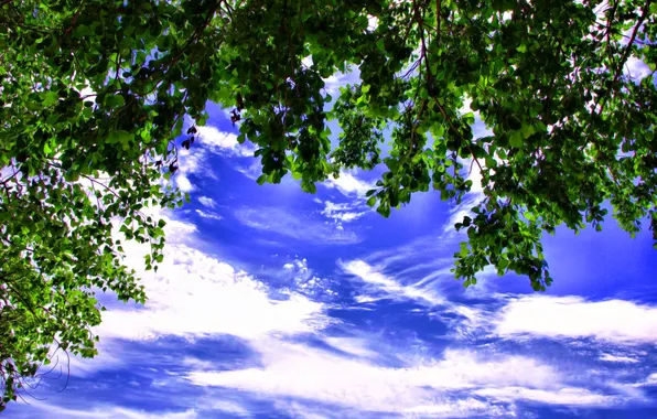 Picture the sky, leaves, clouds, branches, tree