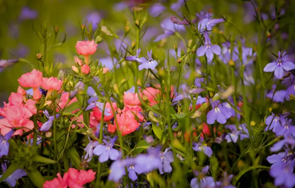 Summer, flowers, beautiful