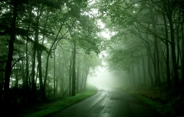 Road, forest, fog