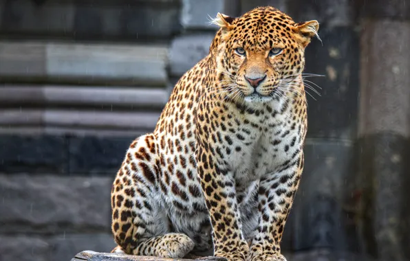 Picture look, wall, face, rain, zoo, sitting, Jaguar, drops
