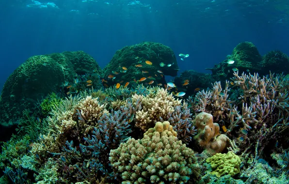 Picture sea, fish, the bottom, corals