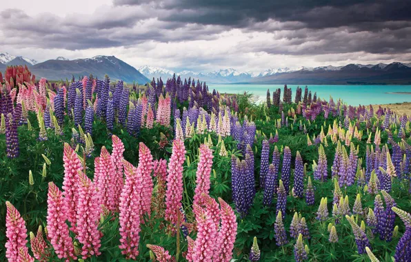 Mountains, lake, New Zealand, New Zealand, Lake Tekapo, lupins, Sarah Sisson