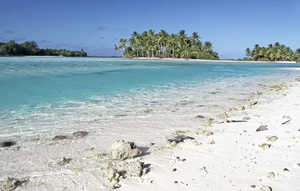 Beach, palm trees, the ocean, shore, exotic, Laguna