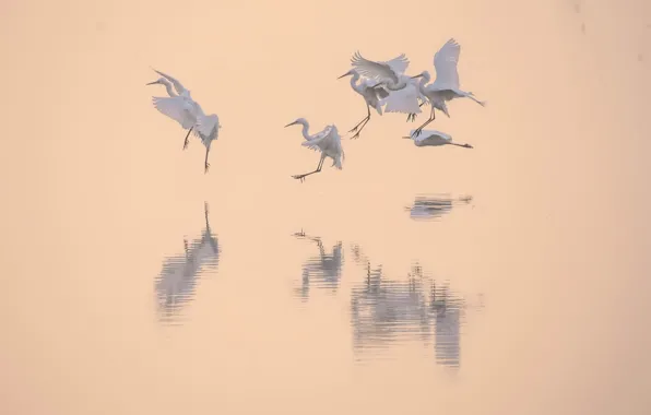 Birds, nature, lake, dance