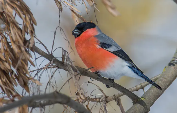 Birds, bullfinch, photohunt
