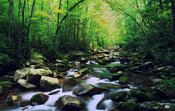 Forest, stones, River