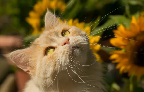 Cat, mustache, look, muzzle, red cat