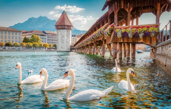 The sky, clouds, light, flowers, mountains, birds, bridge, the city