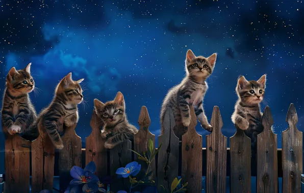 Look, cats, pose, the fence, kittens, faces, AI art, neural network