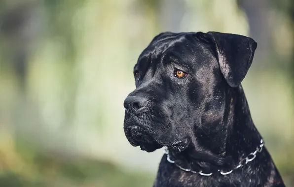Picture animals, dog, muzzle, cane corso