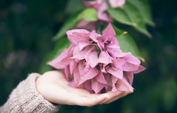 Flowers, petals, pink