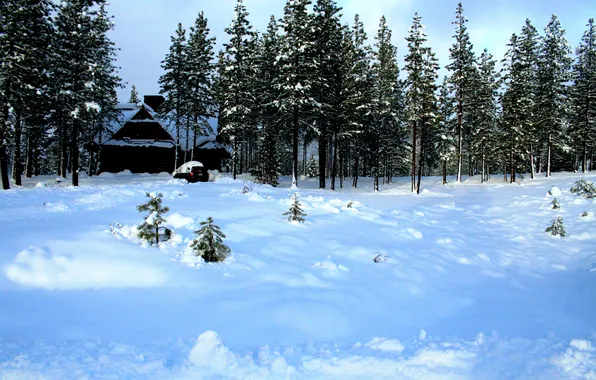 Winter, snow, trees, house, car