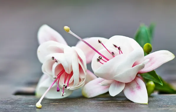 Macro, petals, fuchsia