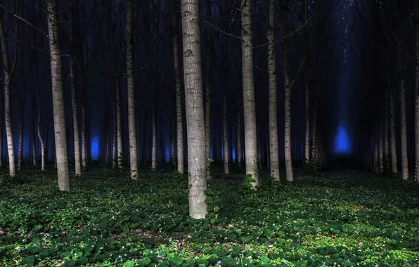 Picture forest, trees, landscape, night