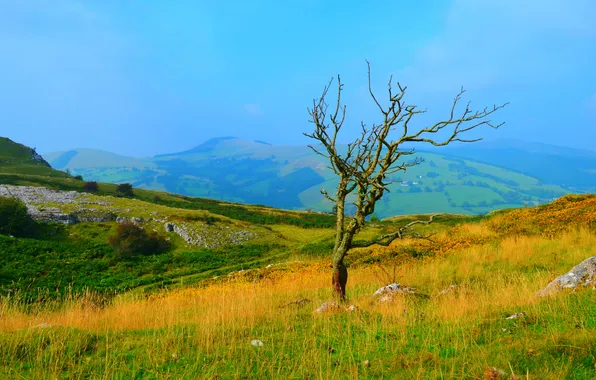 Autumn, the sky, grass, mountains, tree