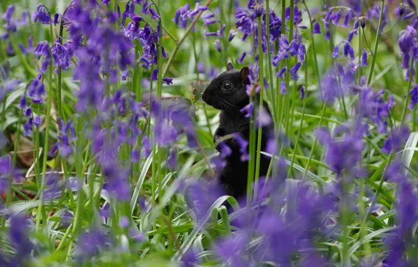 Picture flowers, glade, black, spring, protein, bells, lilac
