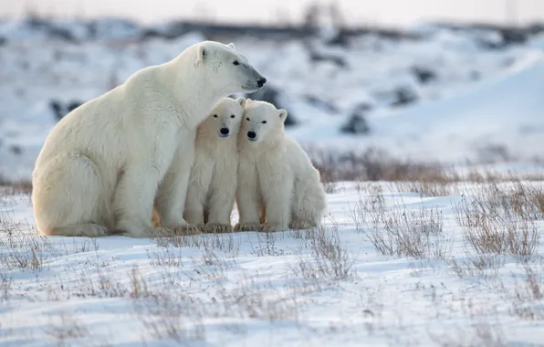 Snow, bears, Arctic, bear, Polar bears, Polar bears