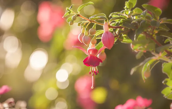 Macro, glare, sprig, buds, Fuchsia