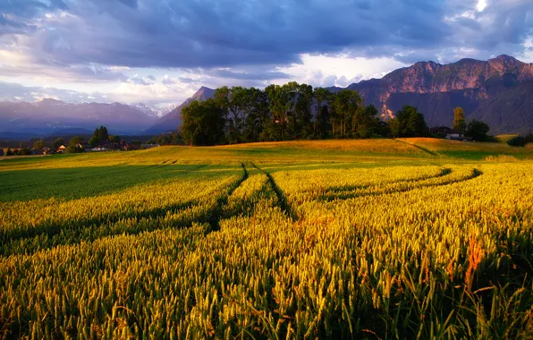 Picture field, the sky, mountains, Alps