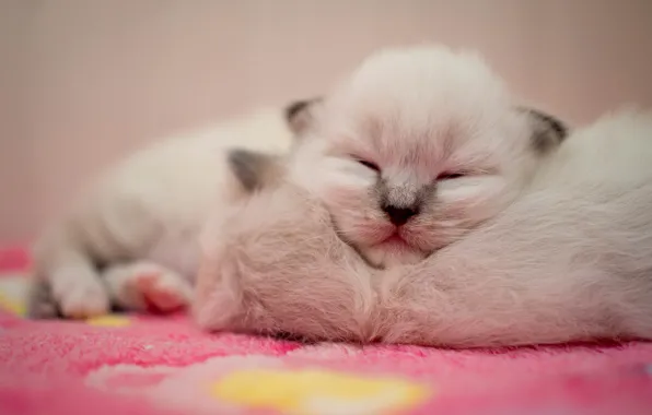 Look, cats, pose, sleep, muzzle, kittens, a couple, sleep