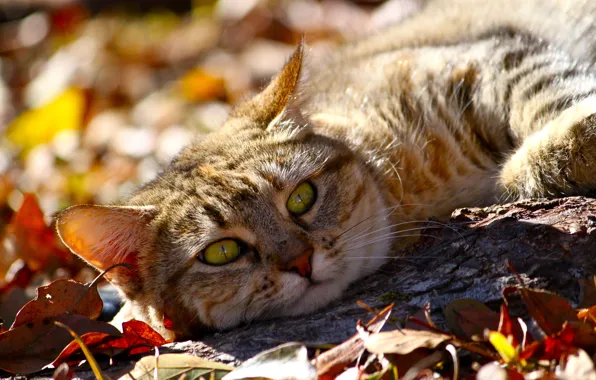 Picture autumn, cat, look, face, leaves, animal, lies